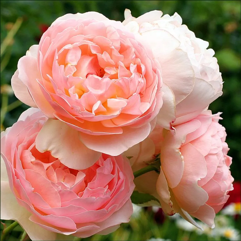 In Sweden, an e-rose blooms