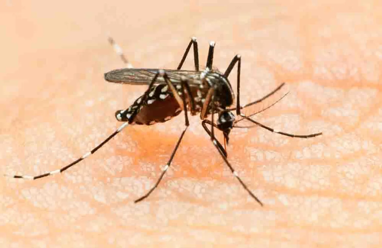 Public Health Emergency Of International Due to Zika Virus