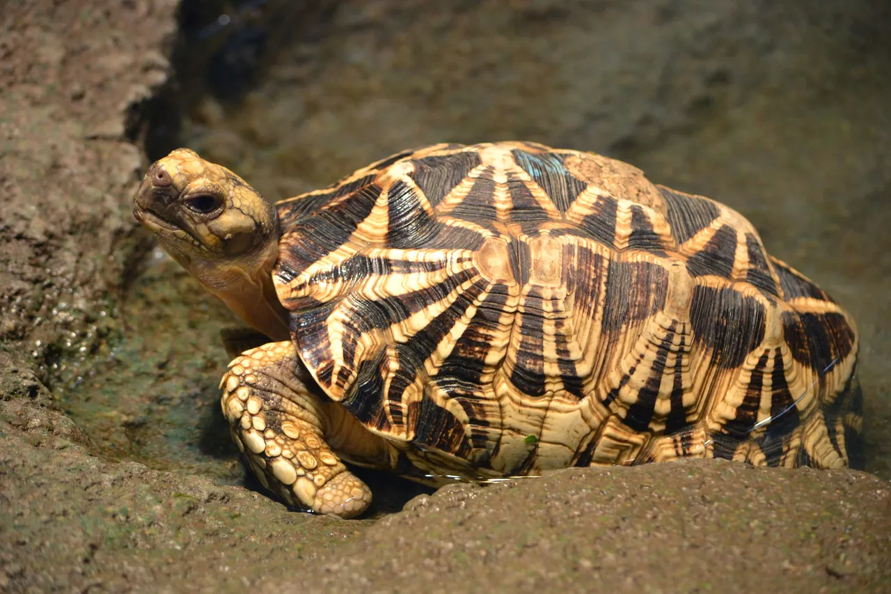Star back turtles recovered by forest department from Vitthalesh temple in Vadodara