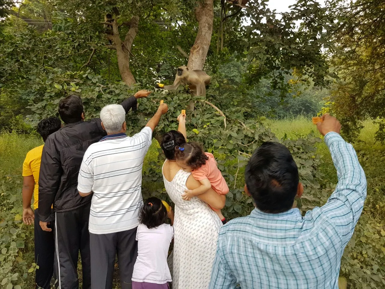 Diwali celebration with nature and animals in Vadodara