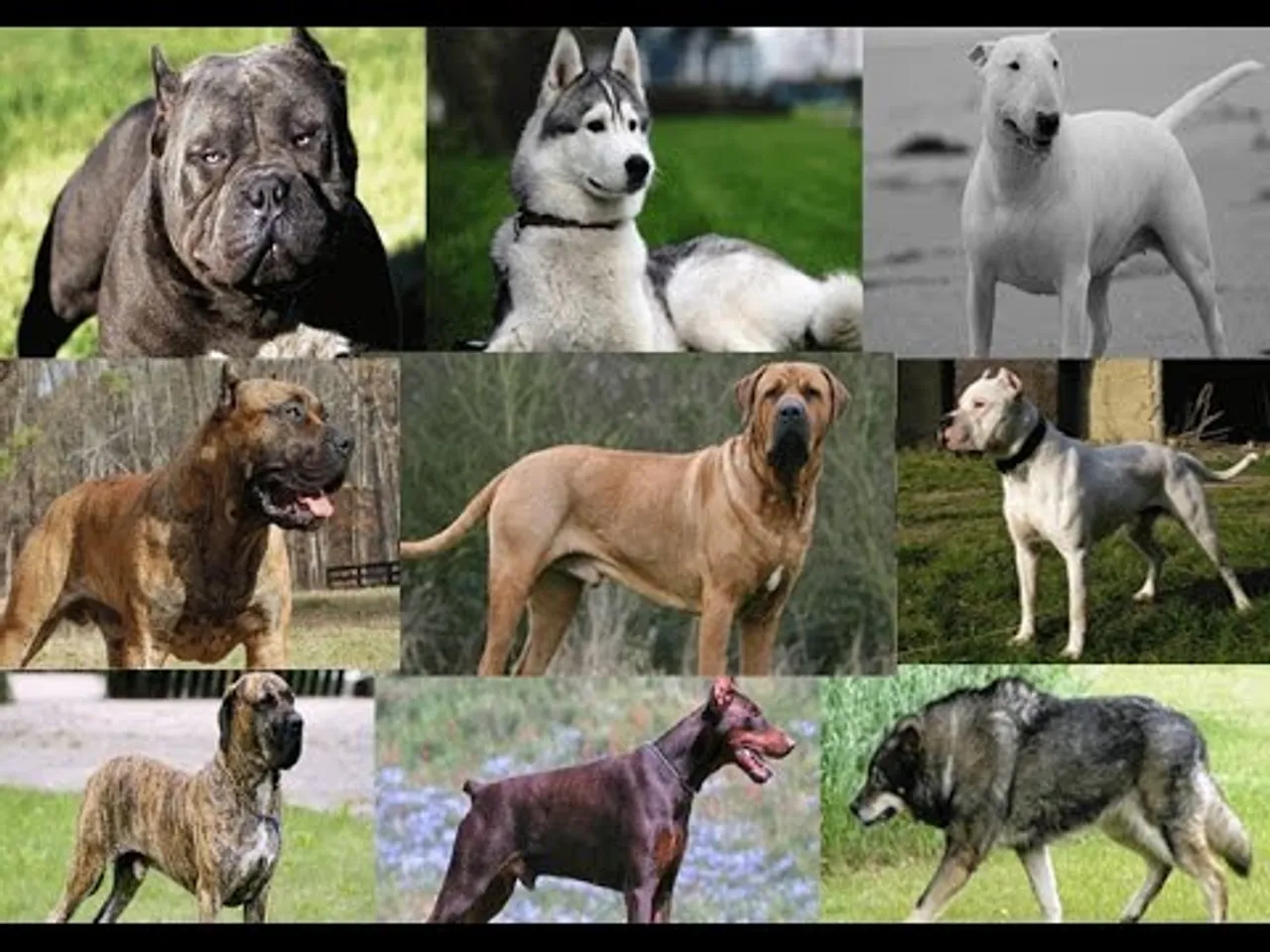 Which Dog Breeds are most dangerous in world