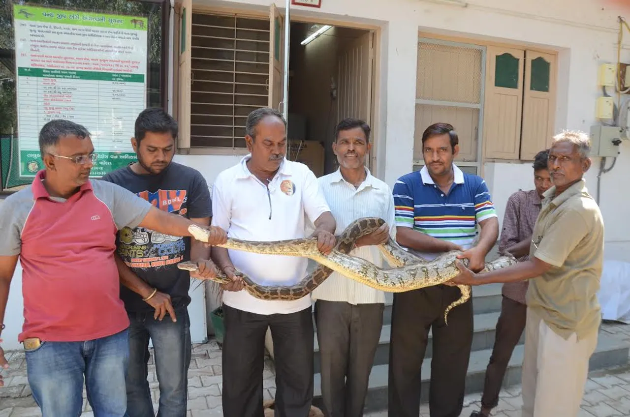 Two pythons caught from Itola village of Vadodara
