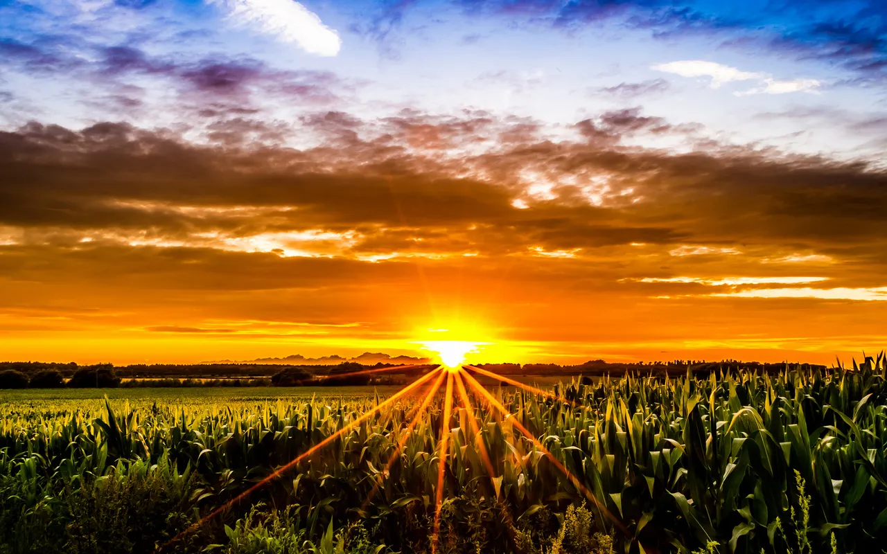 More efficient use of sunlight can improve crop yields