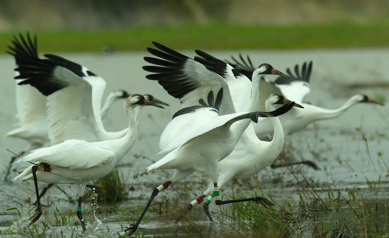 Sultanpur Bird Sanctuary to reopen on Sunday