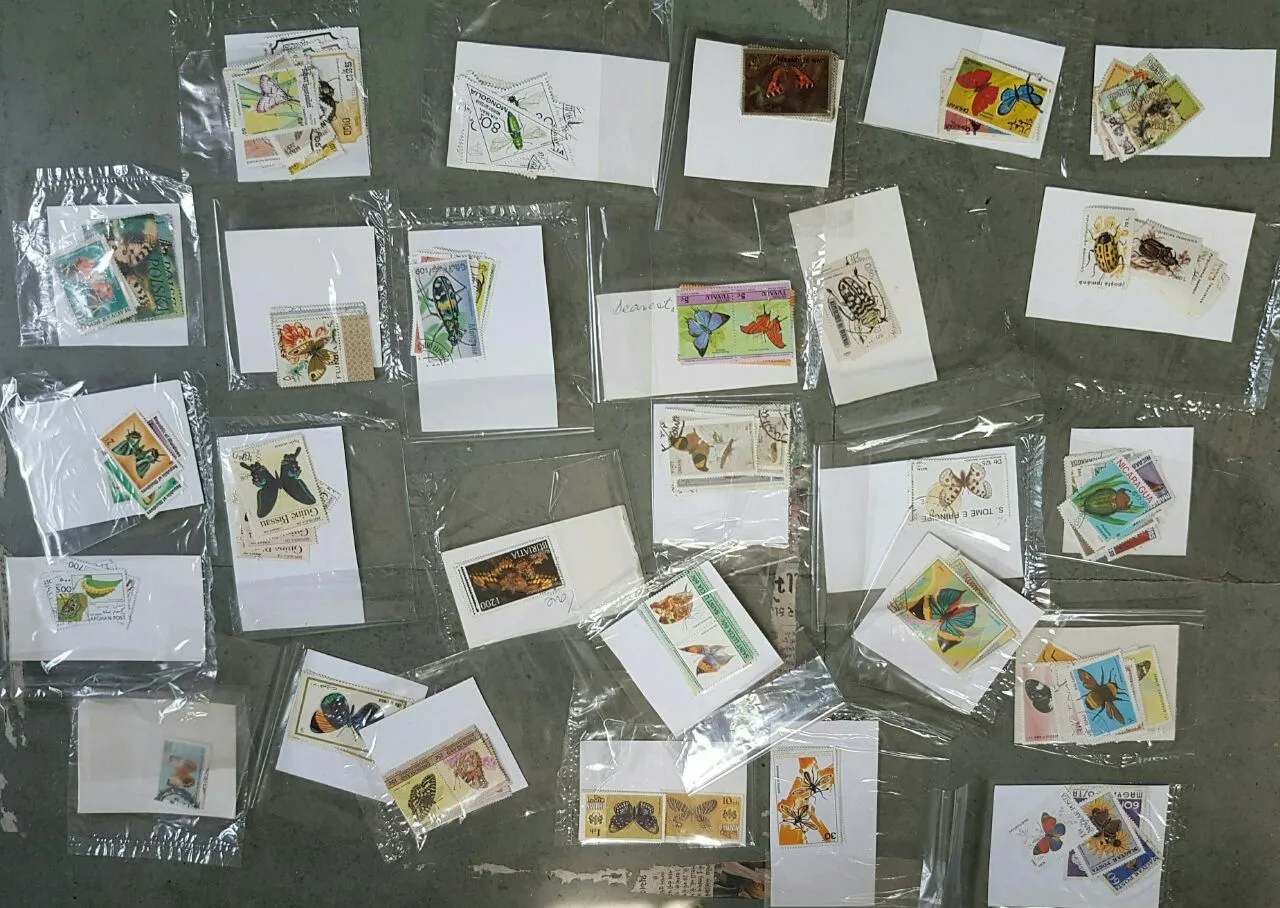 Passion of collecting insects