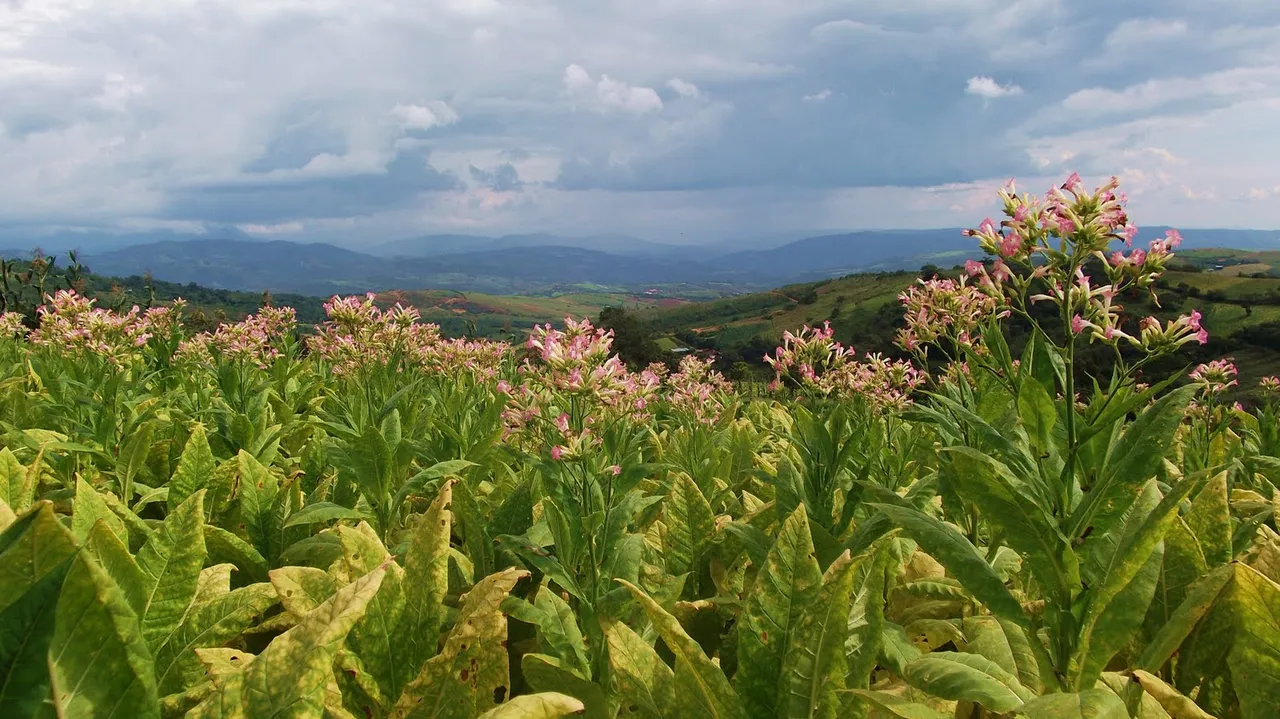 88% tobacco farmers feel insecure over regulatory environment