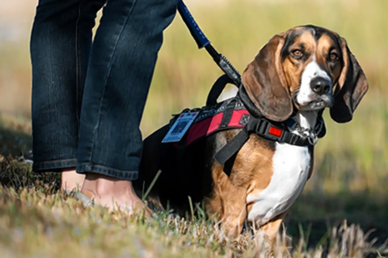 Suffering from mental illness? Adopt a pet