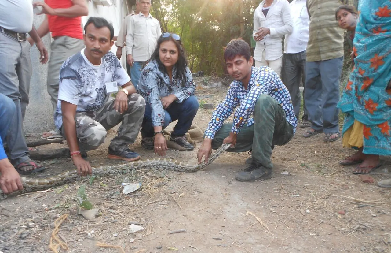 A rare Python gives motherly love to four puppies