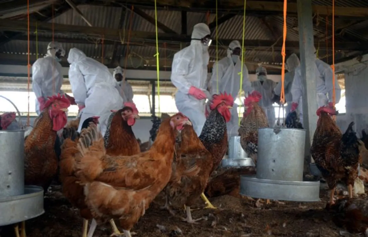 Gujarat begins to cull birds after avian flu scare