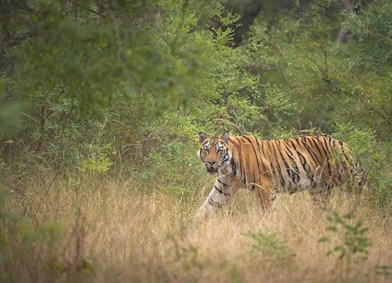 Tiger population booms in India’s Terai region