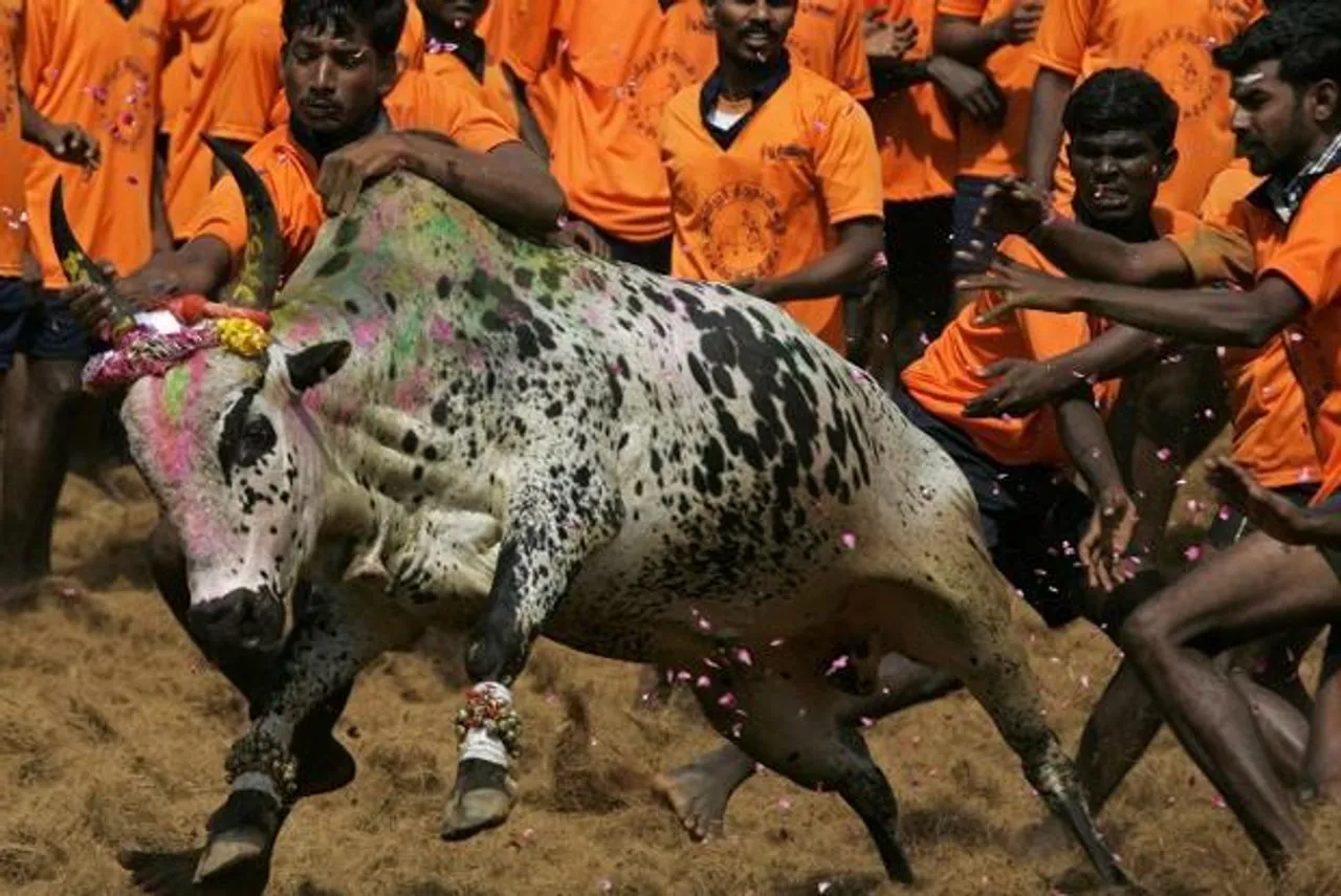 SC to hear Jan 30 plea against TN law permitting Jallikattu