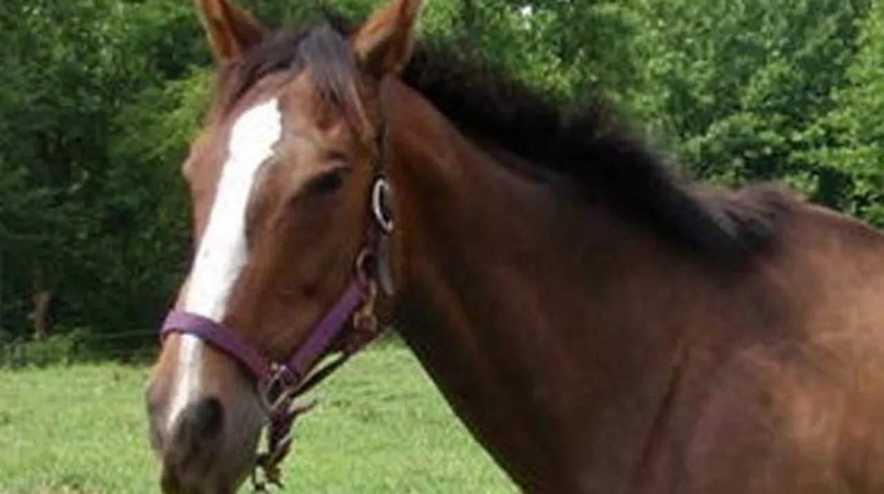 Horse kicks man off motorbike to death in Hyderabad