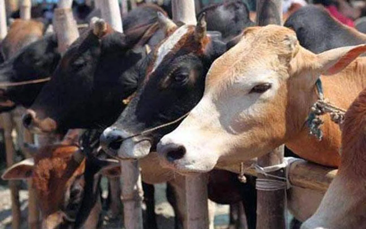 Gujarat makes cow slaughter non-bailable offence