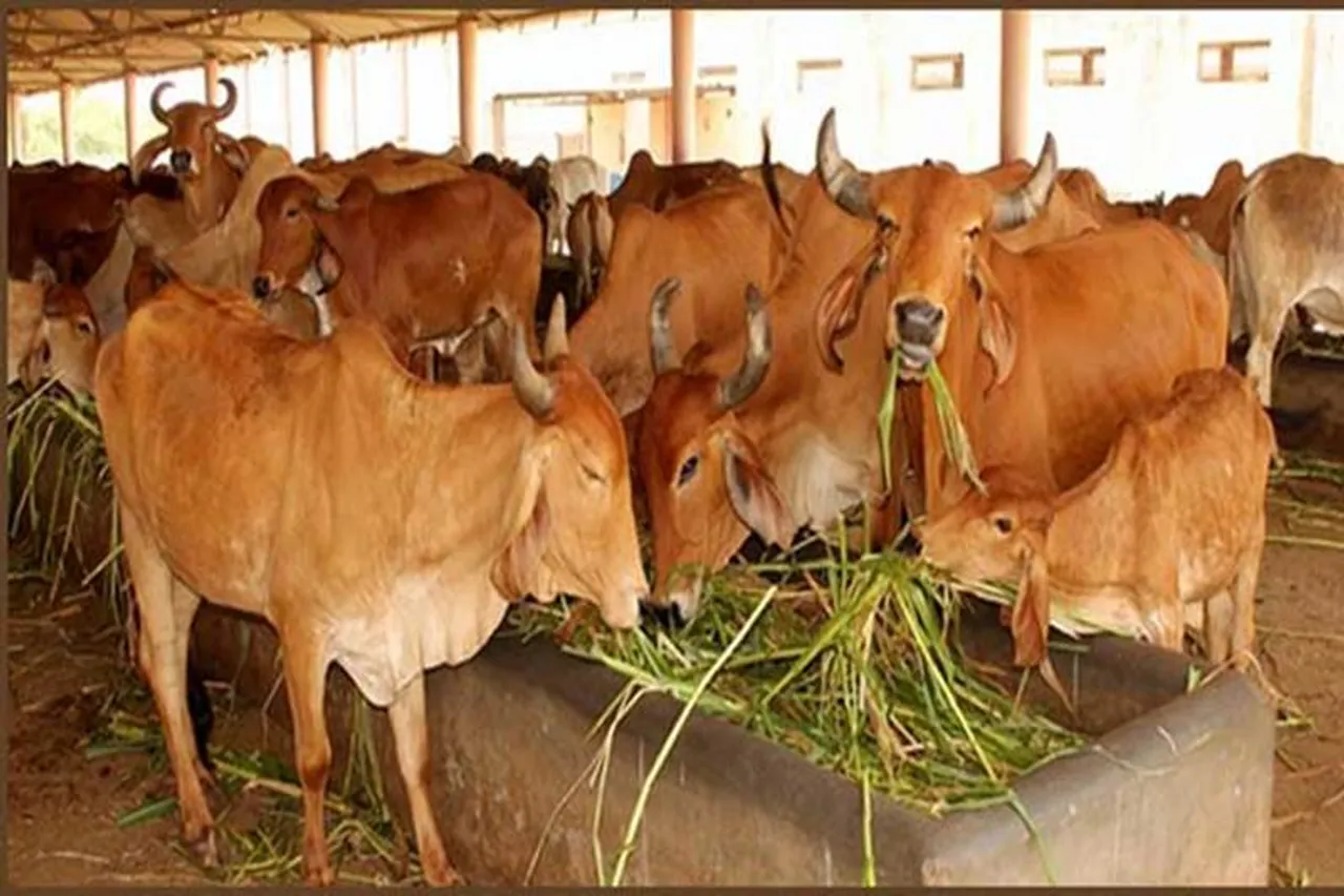 Rajasthan HC wants cow as National Animal