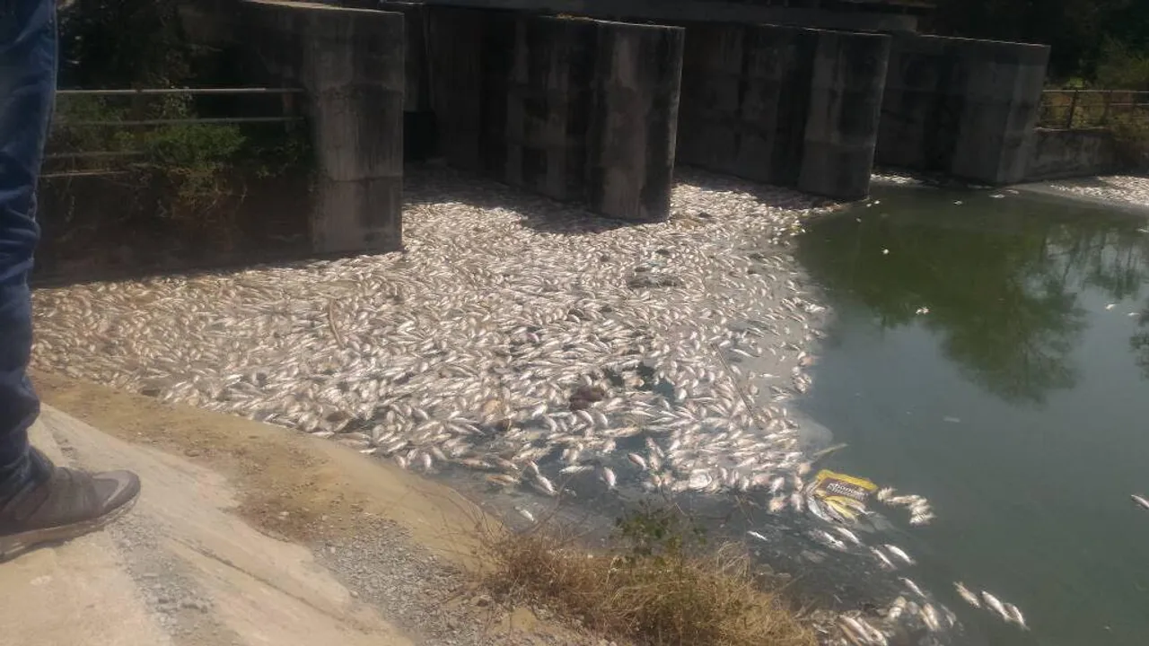 Dead fish polluted water supplied to 5 lakh people in Vadodara city