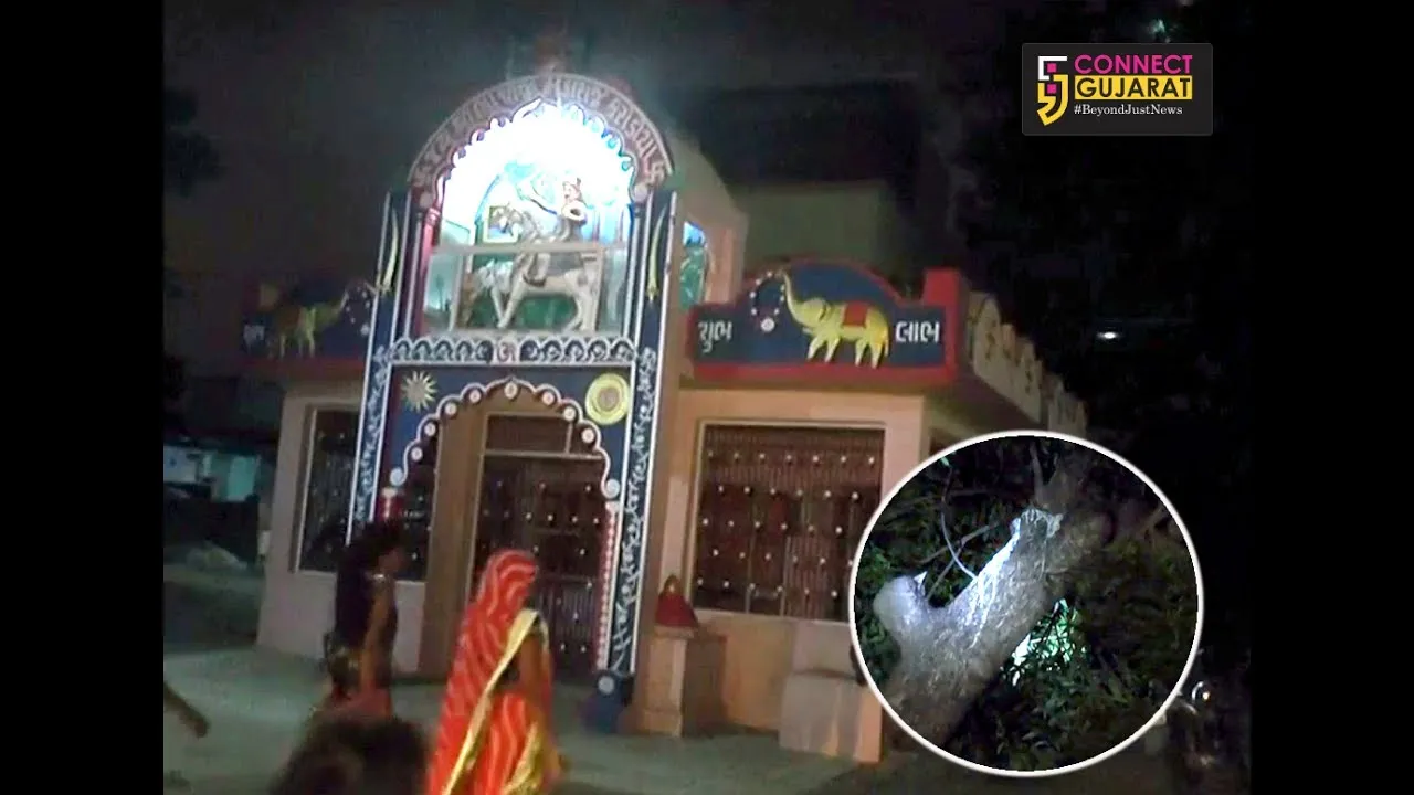 People rushed to see milk like liquid oozing out from Neem tree in Vadodara