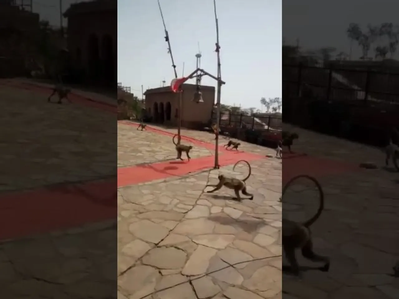 Video went viral of Monkeys ringing bell inside the temple