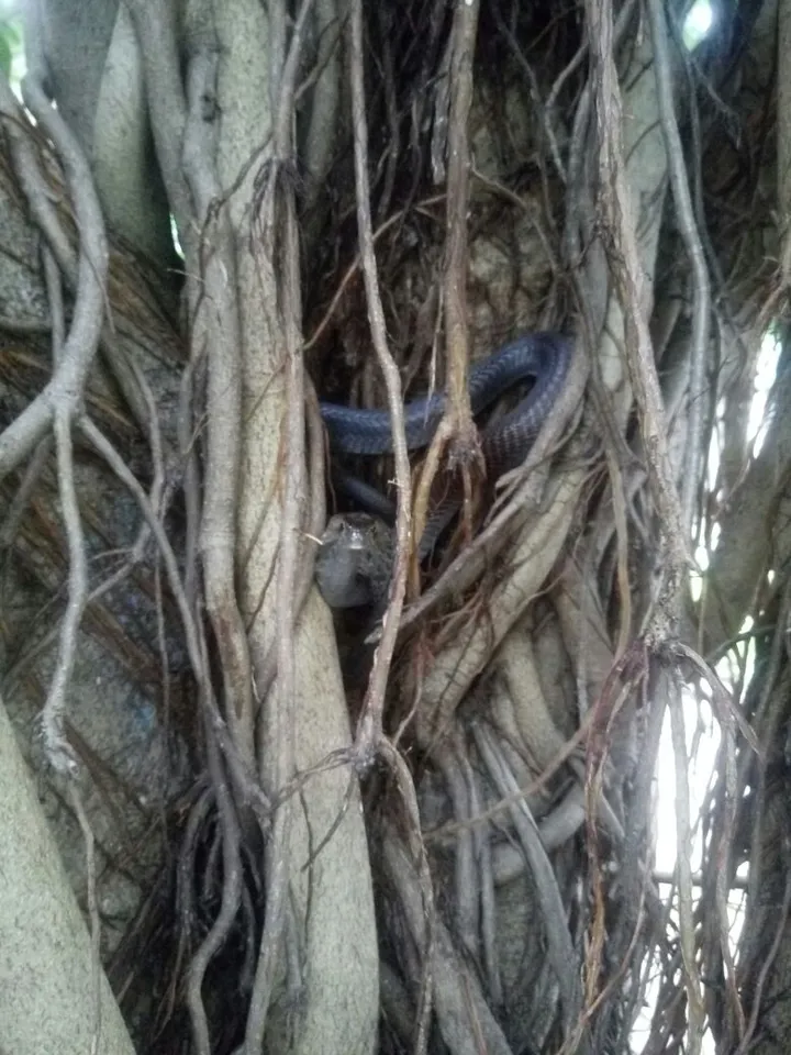 GSPCA rescues two birds and a cobra