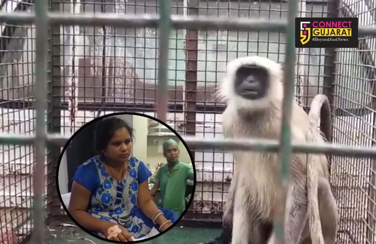 Monkey terror ends in Atladara village
