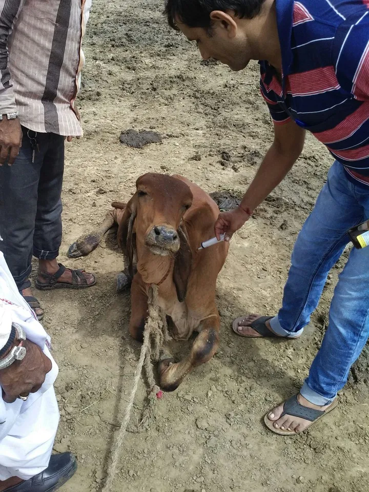 25 cattles died after eating poisonous flowers