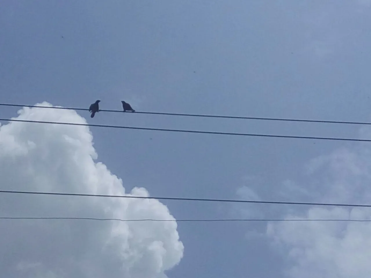 Birds died due to live current in Vadodara