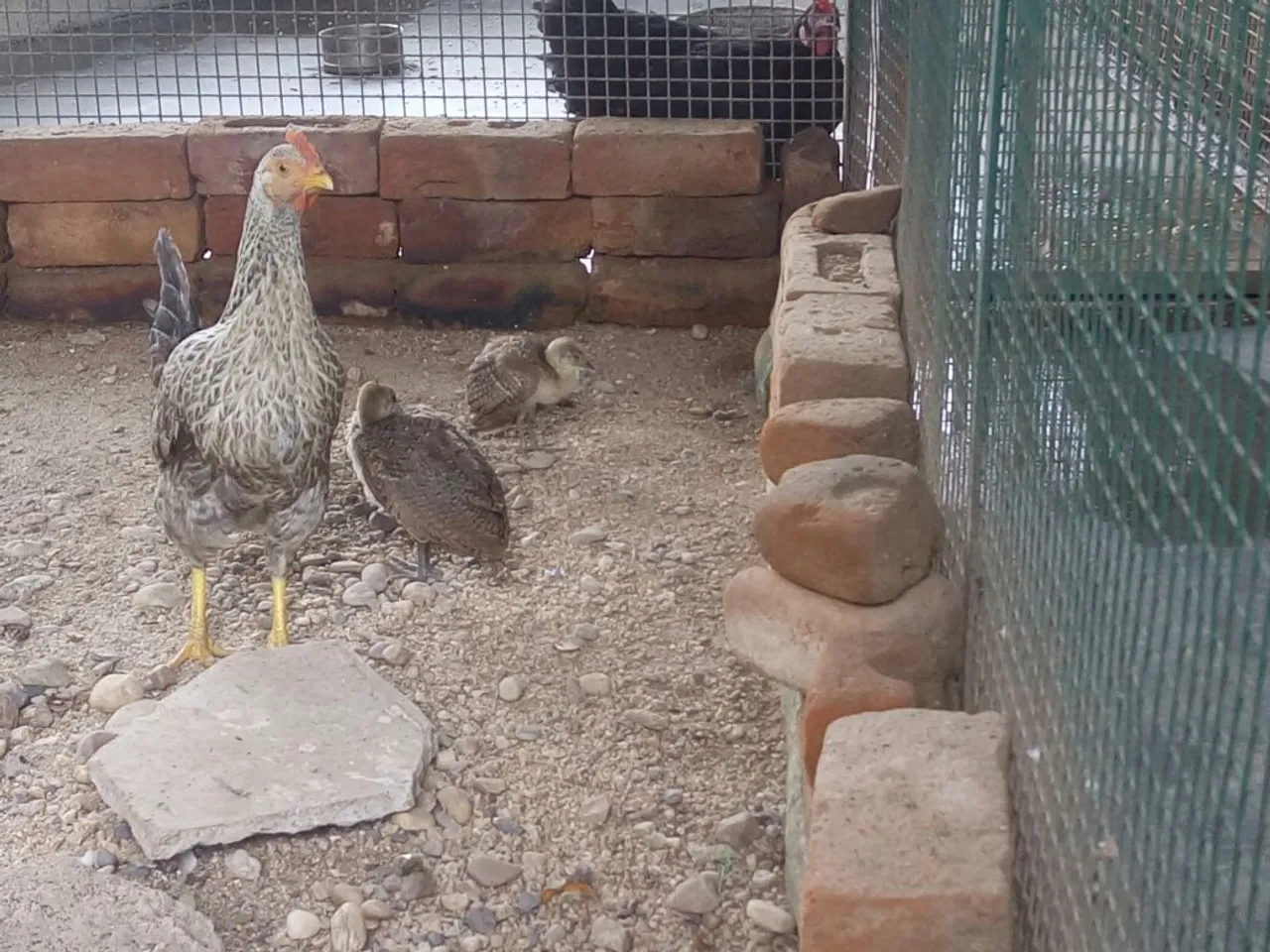 Forest department arrests one with baby peacocks
