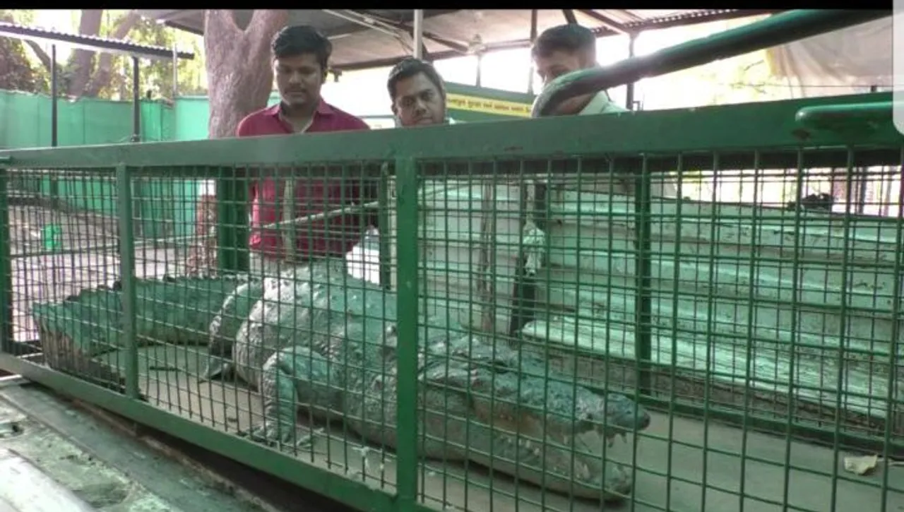 Eight foot crocodile rescued from residential area