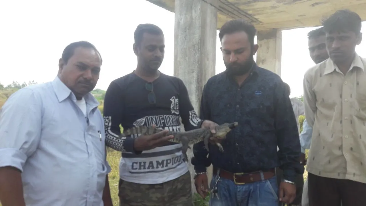Crocodile rescued from a 15 foot deep well