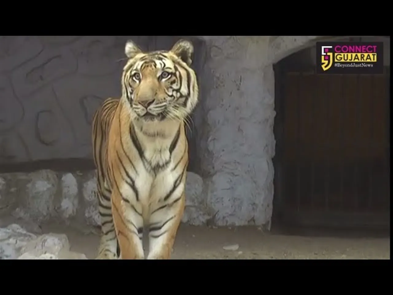 Special arrangements for animals to beat the cold inside Vadodara zoo