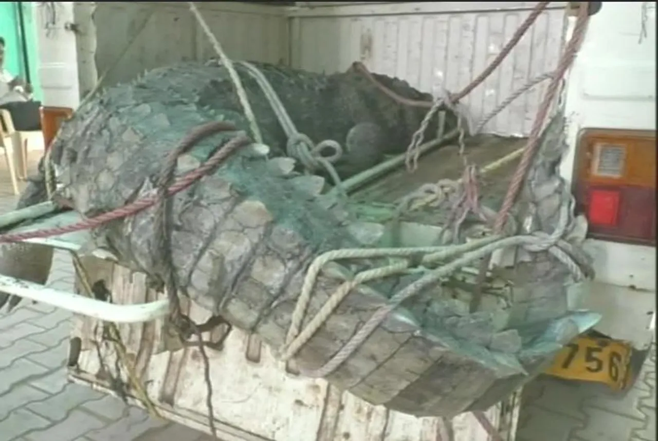 Gujarat forest department officials found body of a crocodile weighing 300 kg