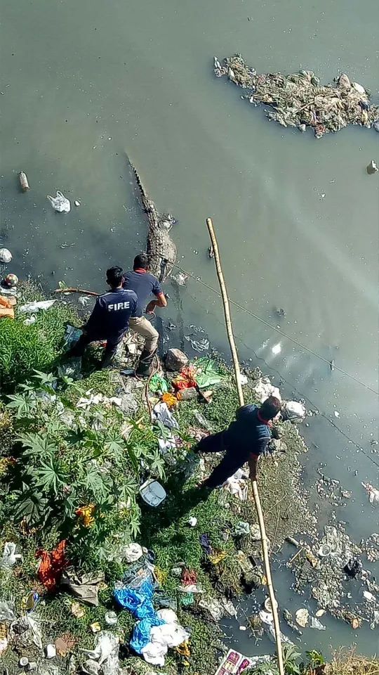 Crocodile died inside Vishwamitri river