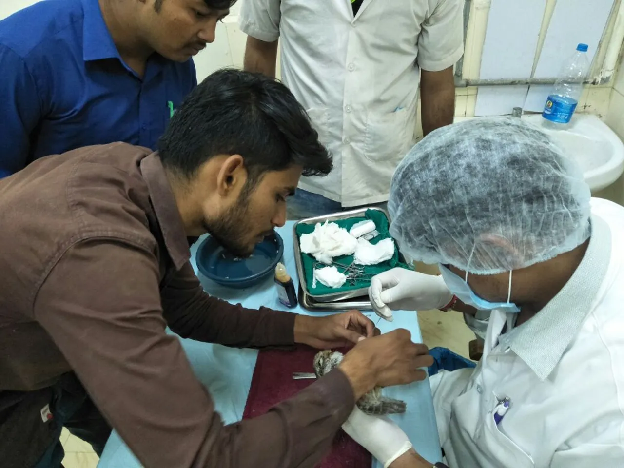 50 birds injured and 10 died after hit by kite strings in Vadodara