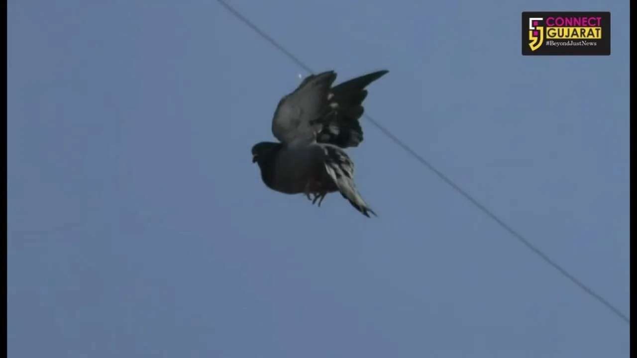Pigeon rescued from uttarayan manja in Vadodara