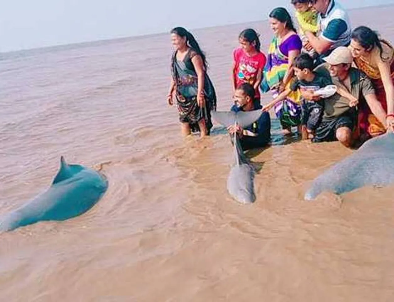 Dolphin at sea shore in Kosamba,Valsad