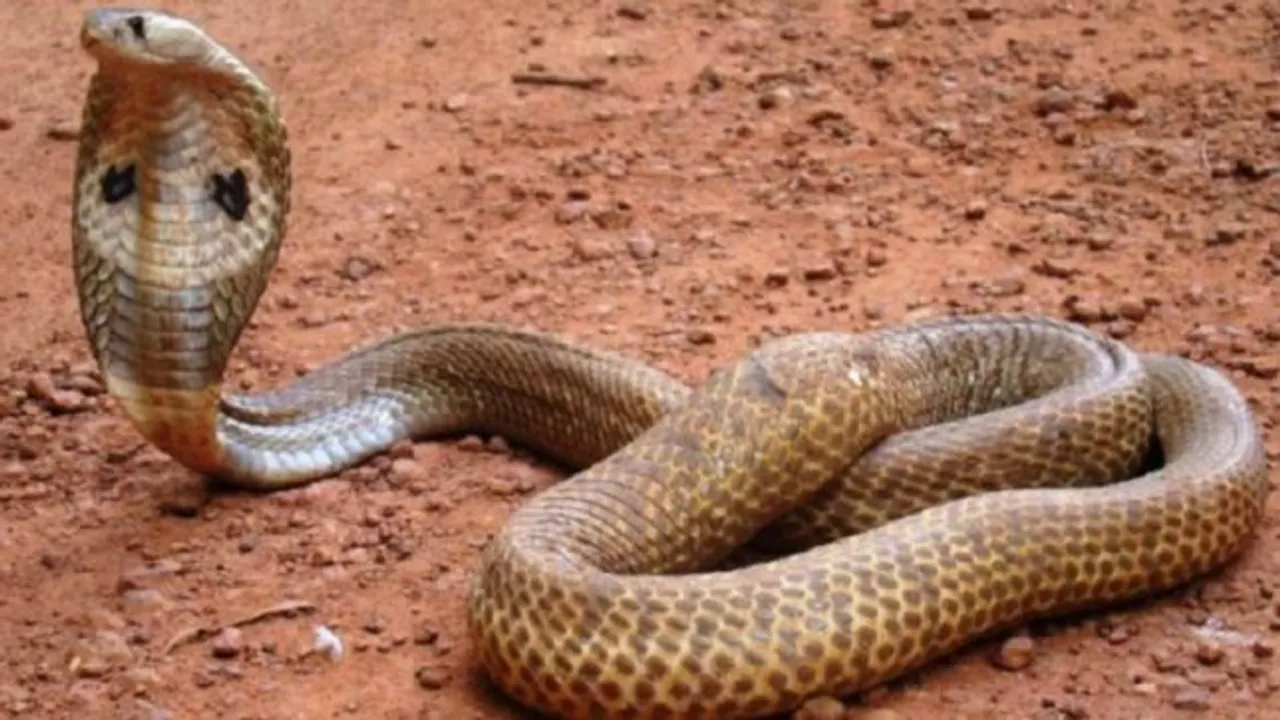 Man Bites Snake, Chews Off Head. 'Revenge' For Snakebite