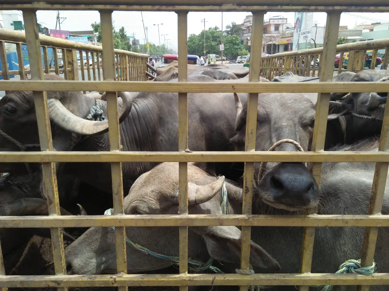 Animal activists caught alleged cow meat from Khatkiwad area in Vadodara