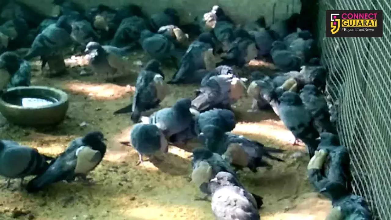 Volunteers under ‘Karuna Abhiyaan’ saved 80% of birds injured during Uttarayan