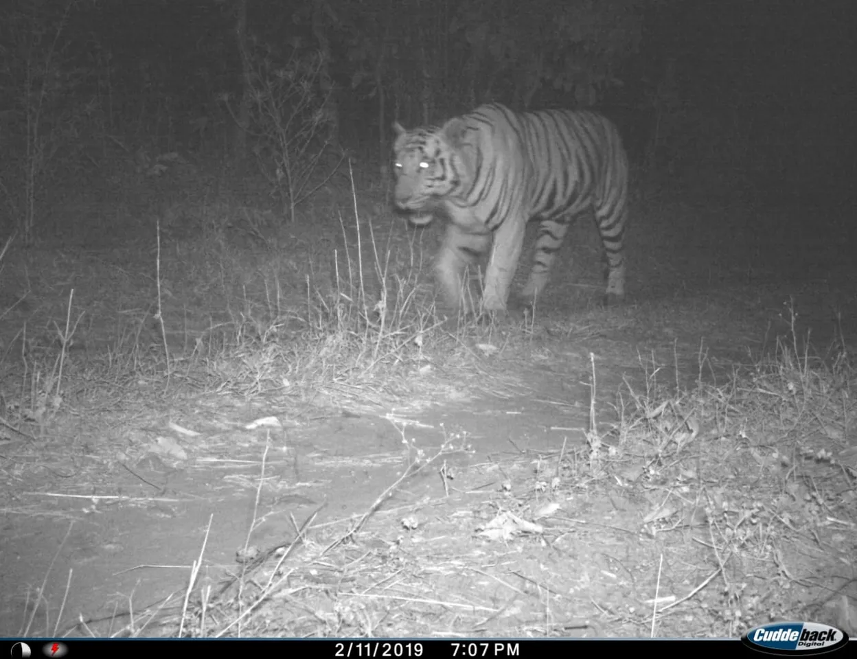 Forest department taking special measures for the security of tiger