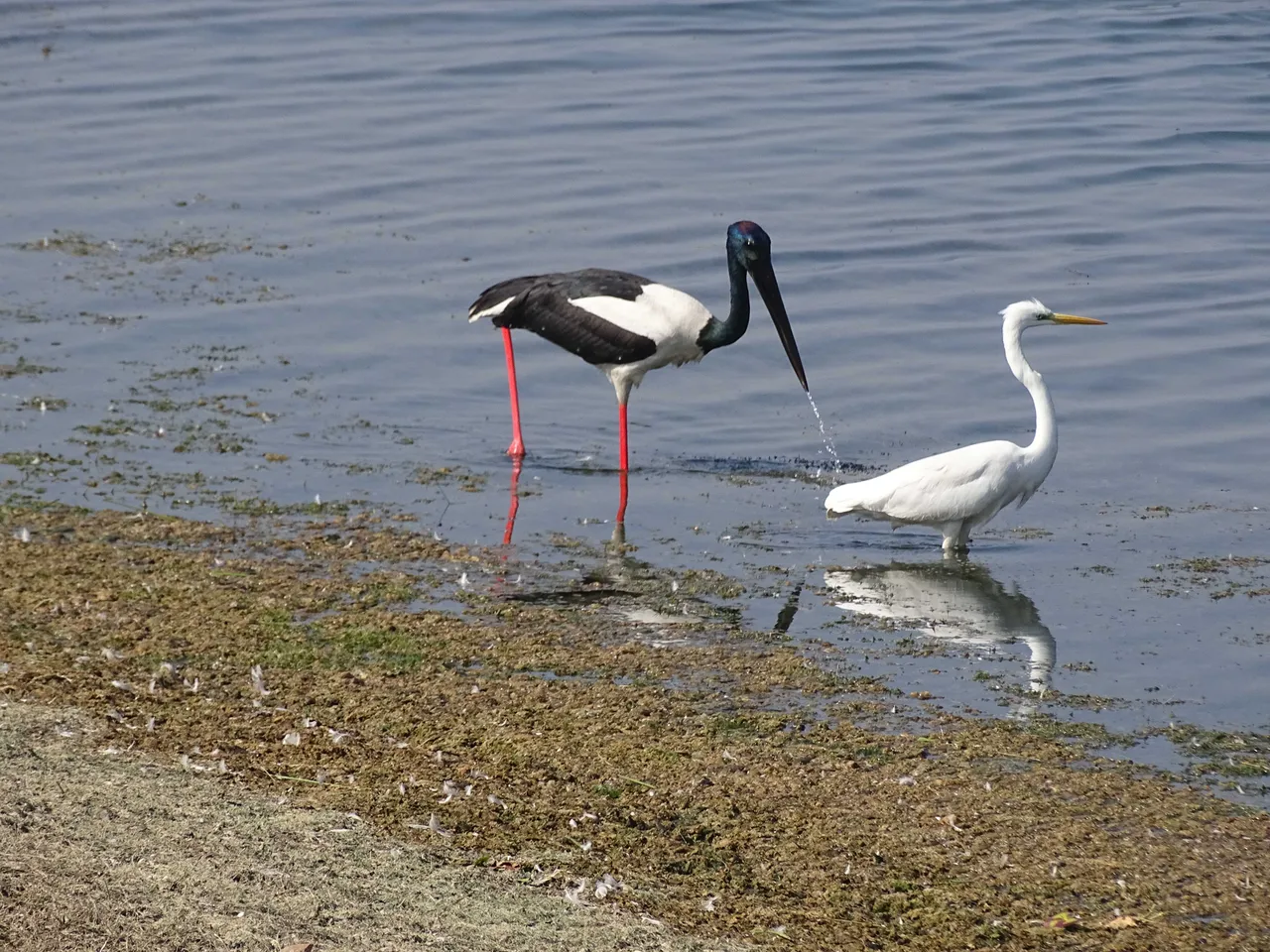 Wetland of National Importance Vadhvana lake celebrate World Wetland Day