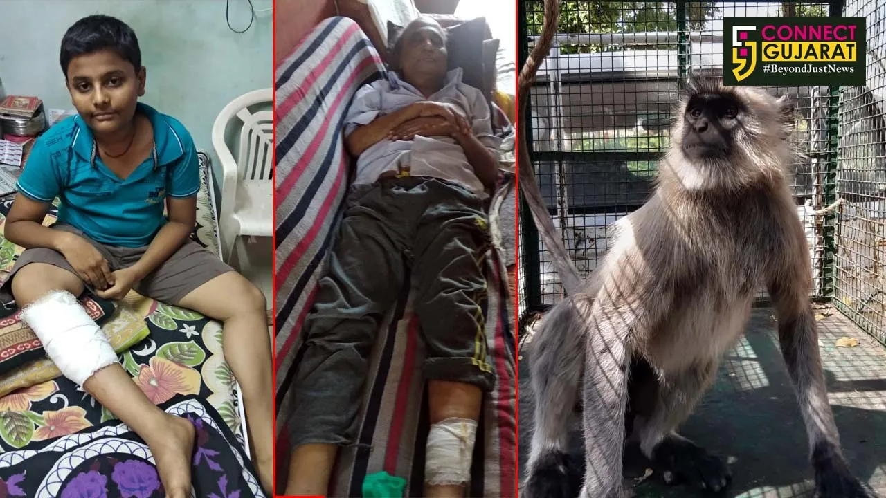 Monkey injured local residents in Vadodara