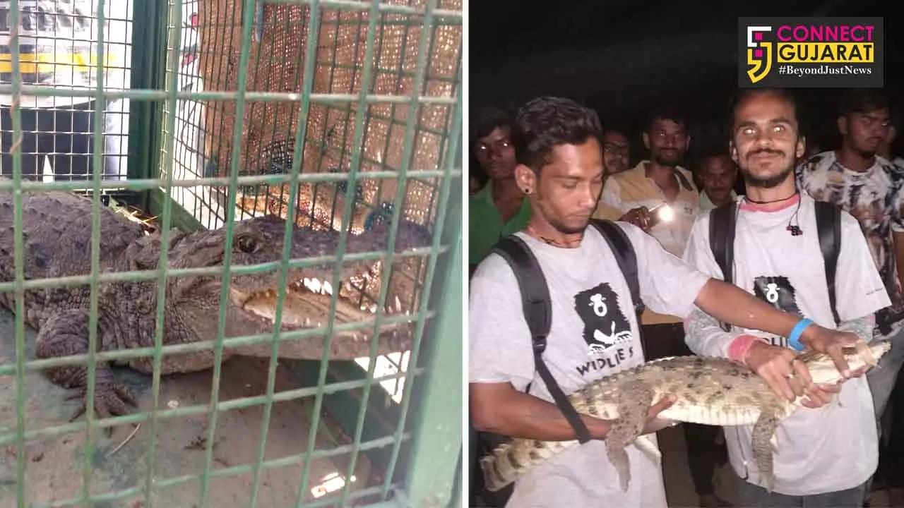 2 four feet crocodiles rescued by GSPCA and WSOS teams