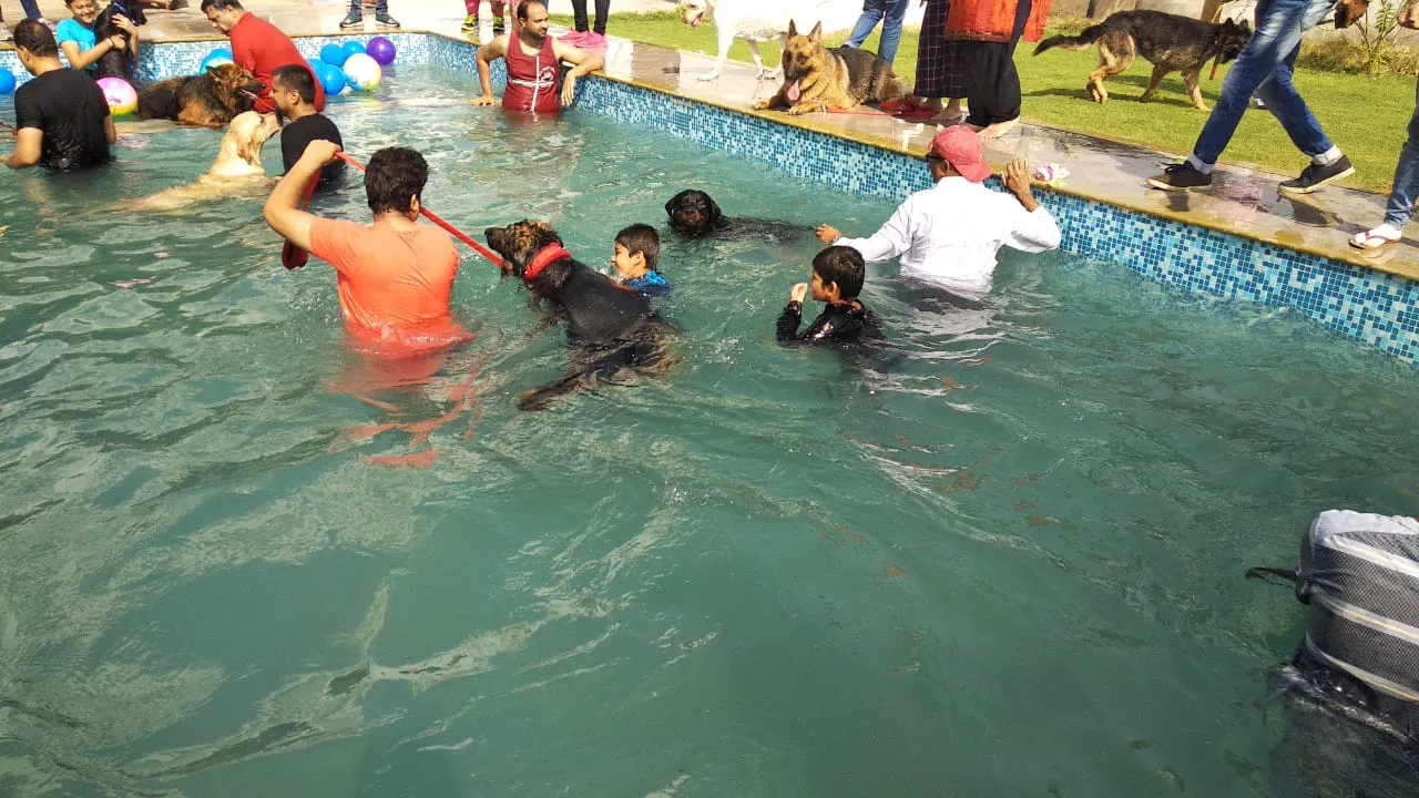 Dogs enjoyed pool party in Vadodara