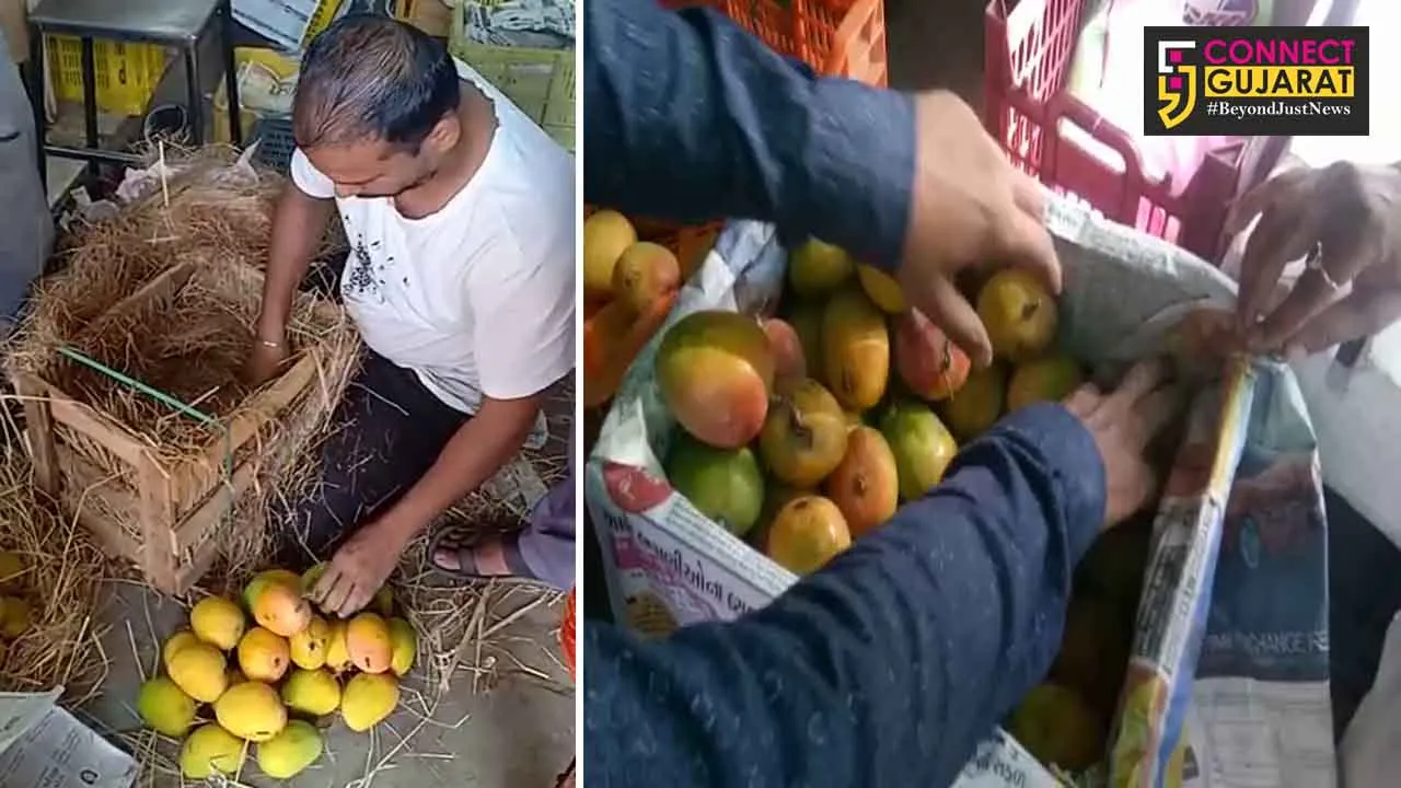 Four teams of VMC health department conduct checking at the mango shops at Khanderao market