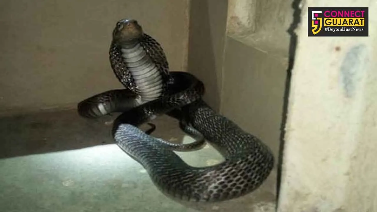 COBRA creates PANIC in residents of society in VADODARA