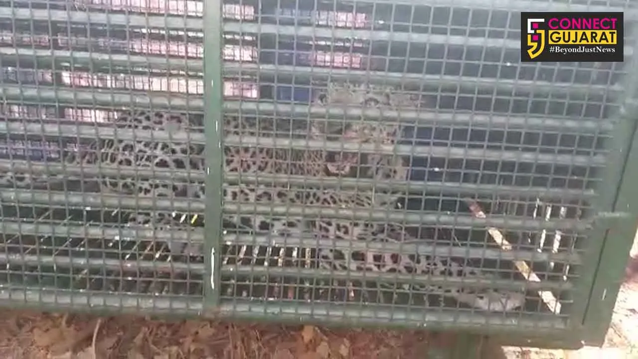 Man eater leopard caged by forest department