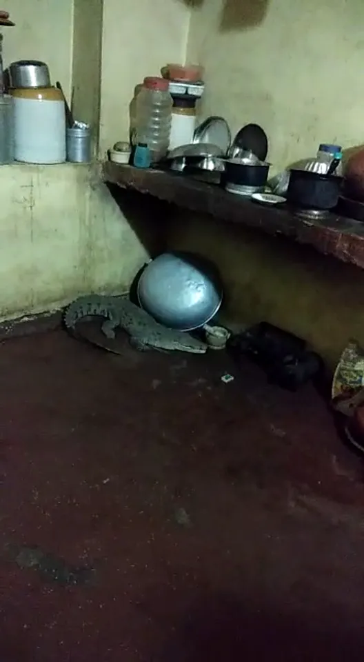 4.5 foot crocodile entered inside the kitchen at Rawal village