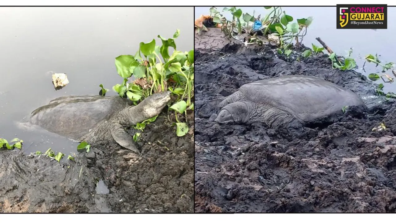 150 year tortoise stuck in the mud on banks of Vishwamitri