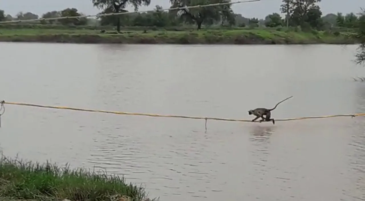 Forest department rescued monkeys stuck atop the Peepal tree at Shinor
