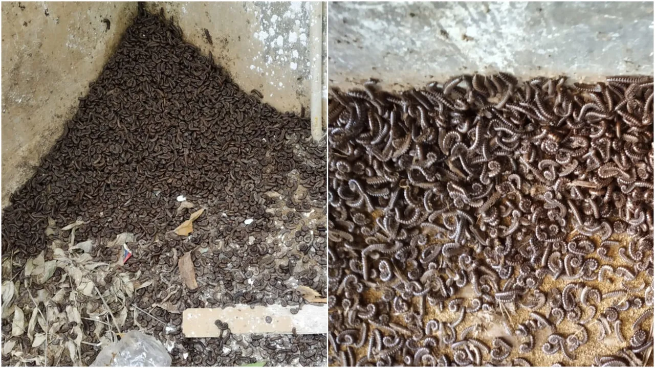 Bhadarva village in Savli facing the problem of 100 legs Millipedes
