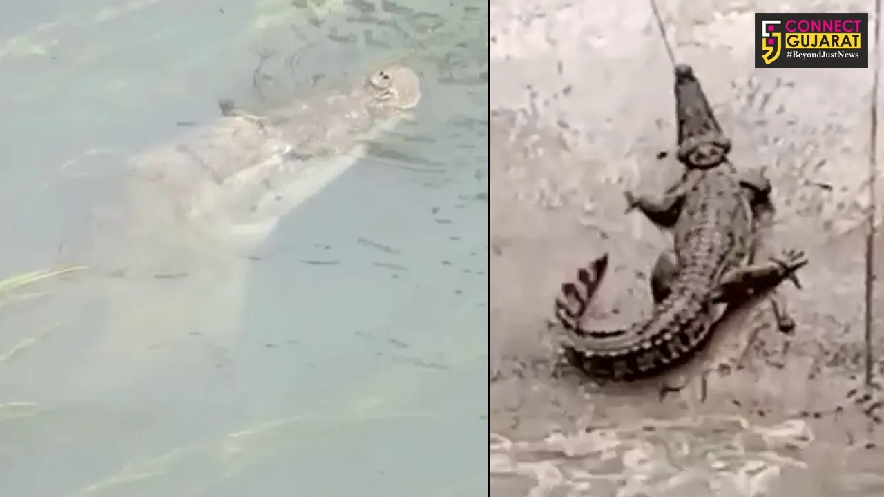 Villagers of Waghodia Ankadiapura village take out procession of crocodile tied it with ropes